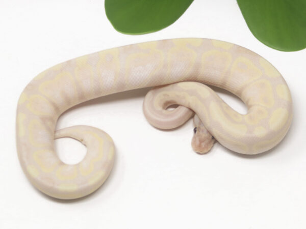 Super Banana (Female)
