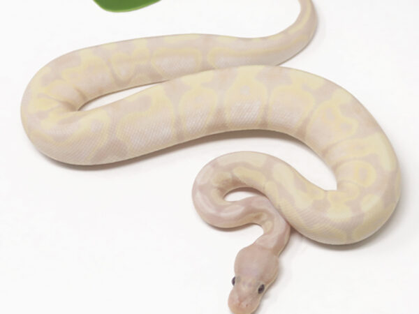 Super Banana (Female)