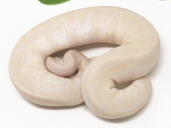Super Banana (Female)