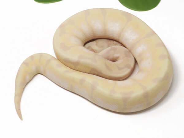 Super Banana Enchi Woma (Female)