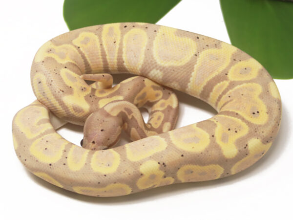 Super Banana (Female)
