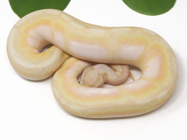 Super Banana Spider (Female)