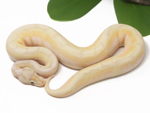 Super Banana Spider (Female)