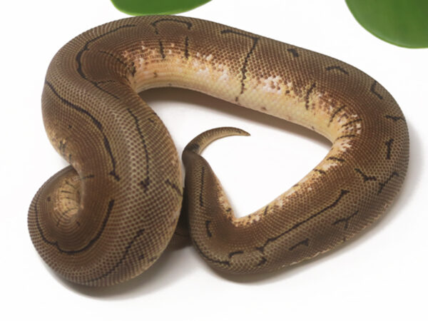 Spinner (Female)