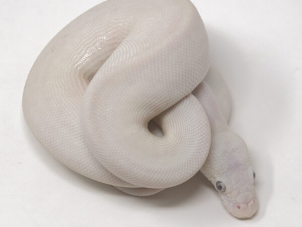 Blue Eye Leucistic (Female)