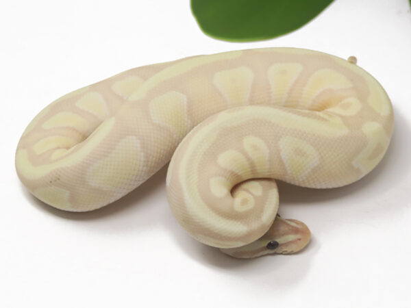 Super Banana Mojave (Male)