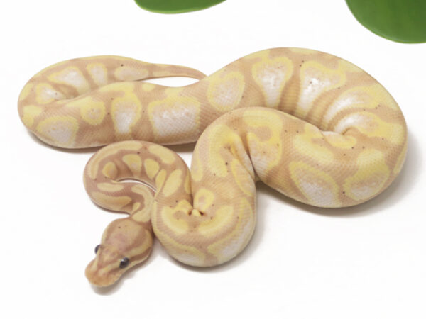 Super Banana (Female)
