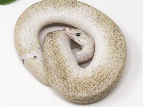 Champagne Leopard Sterling (Male)