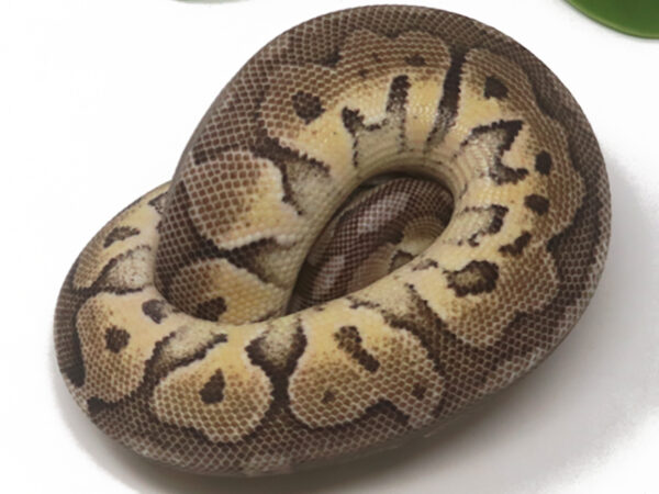 Sterling (Male)