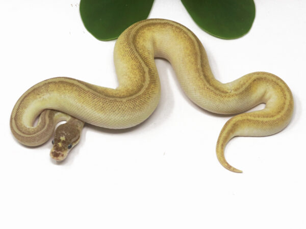Bongo Butter Pastel Combo (Male)