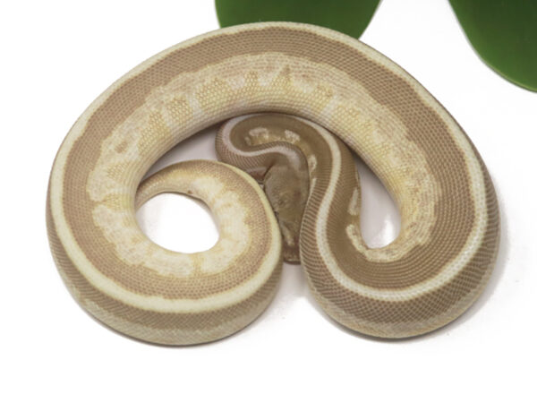 Bongo Leopard Butter Enchi (Female)