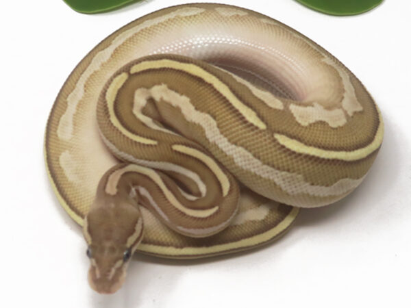 Bongo Butter (Female)