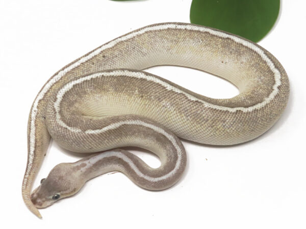 GHI Bongo Soul Sucker Pastel (Female)