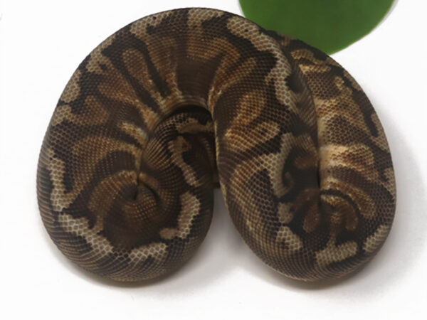 GHI HGW Pastel (Female)