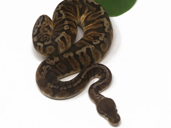 GHI HGW Pastel (Female)