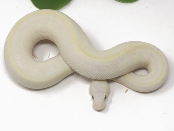 Bamboo Blue Eye Leucistic (Female)