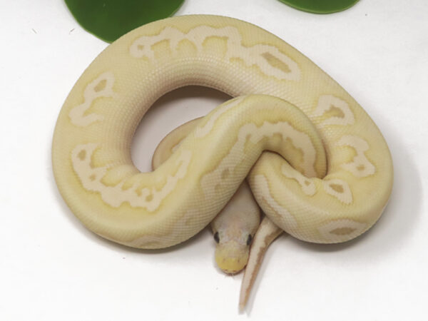 Banana Clown Pewter (Male)