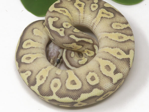 Super Fly Mojave (Female)