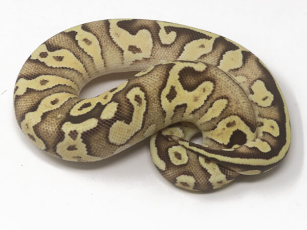 Pastave Fire (Female)