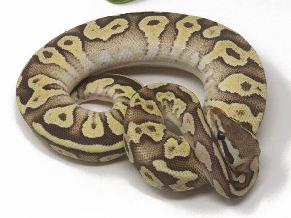 Pastave Fire (Female)