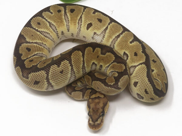 Clown (Female)