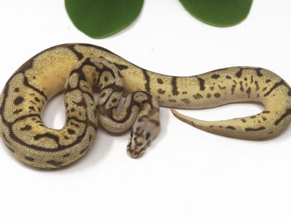 GHI Leopard Bee Shatter (Male)