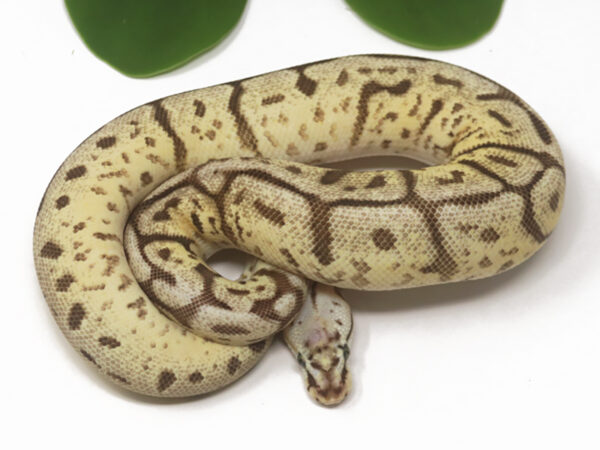 GHI Leopard Fire Fly Spider (Female)