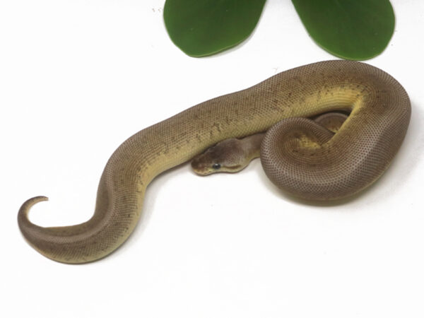 Pewter Blast (Female)