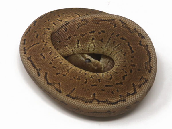 Cinnamon Spotpin (Female)