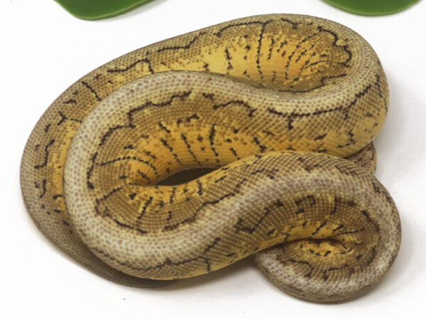 Lemonblast Spotnose (Female)
