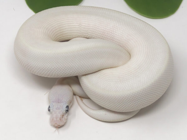 Blue Eye Leucistic (Bug eye) (Female)