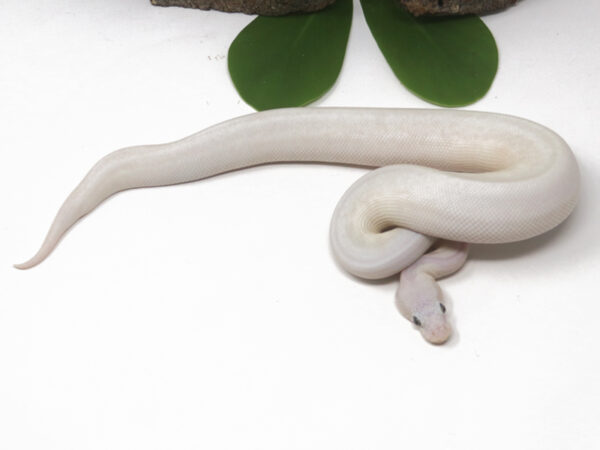 Blue Eye Leucistic (Bug eye) (Female)