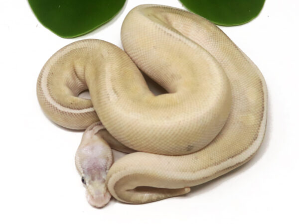 GHI Sterling Butter (Male)