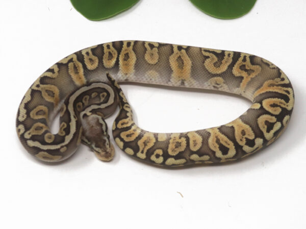GHI Super Pastel (Male)