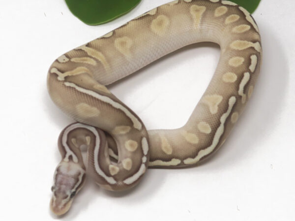 GHI Super Pastel Butter (Male)