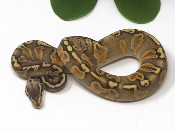 GHI Super Pastel (Male)