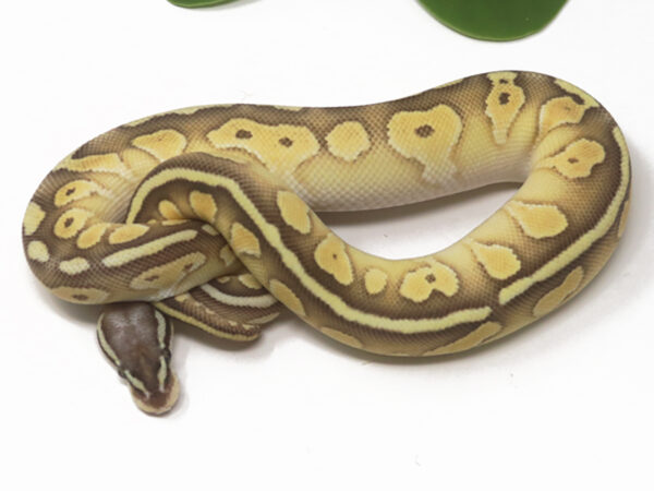 Super Pastel Butter (Female)