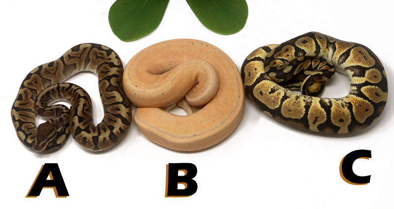 Grab Bag Contest 1548