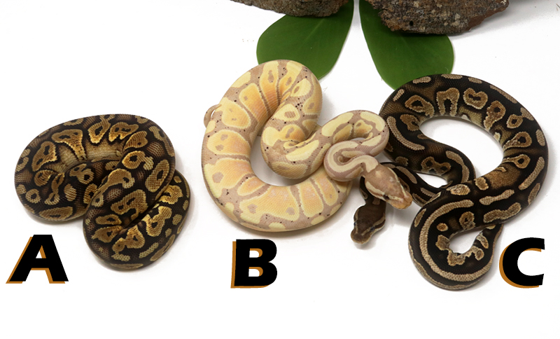 Grab Bag Contest 1549