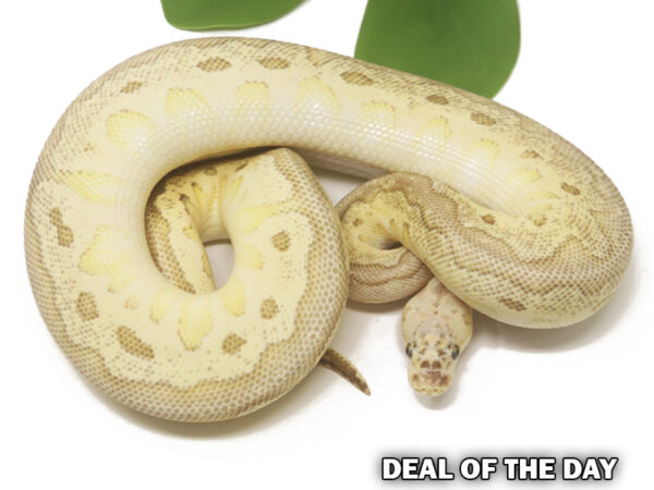 Clown Pastel Butter (Female)