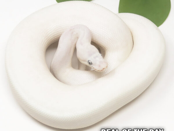 Blue Eye Leucistic (Female)