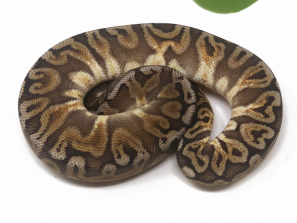 GHI HGW Pastel (Female)