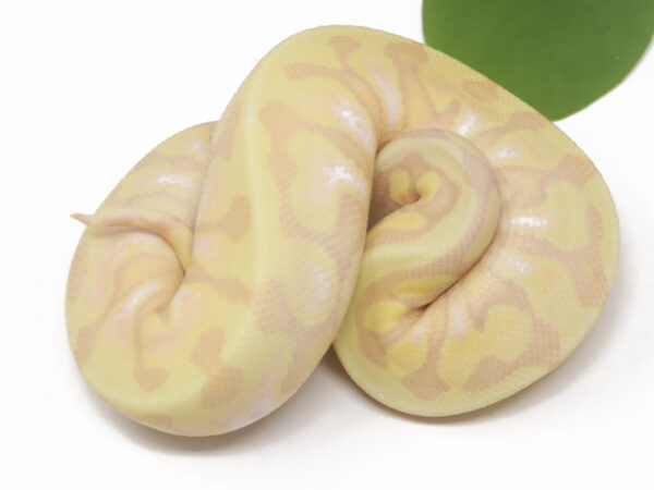 Super Banana HGW Enchi (Male)
