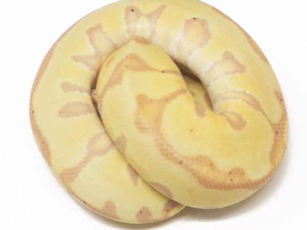Banana Leopard HGW Enchi (Male)