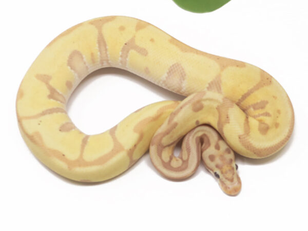 Banana Leopard HGW Enchi (Male)