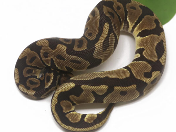 Leopard Enchi (Female)