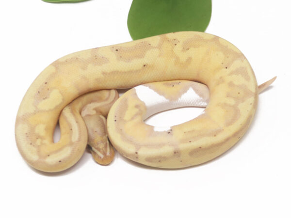Banana Pied Enchi (Male)