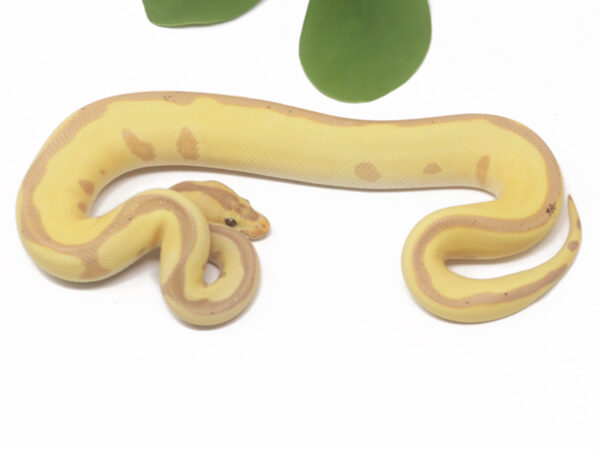 Banana Clown Leopard Enchi (Male)