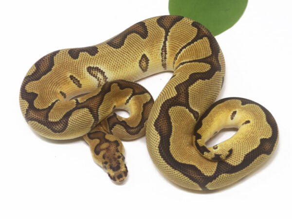 Clown Enchi (Female)