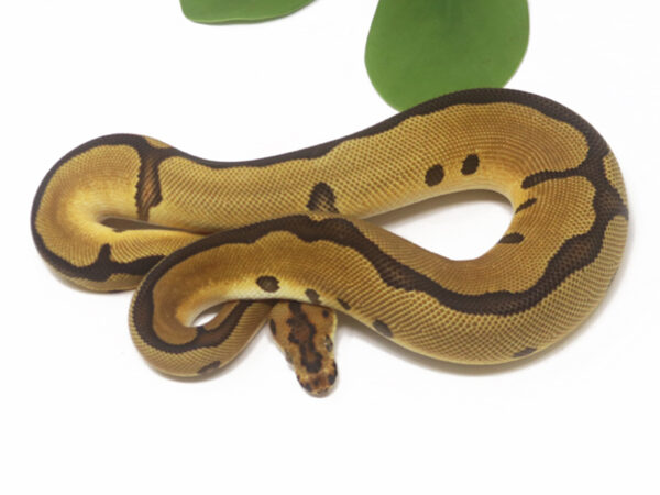 Clown Leopard Enchi (Female)